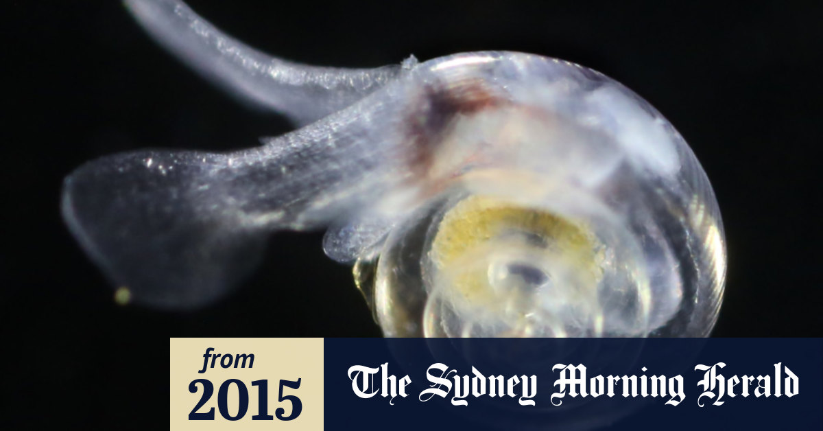 Abrupt changes in food chains predicted as Southern Ocean acidifies ... Biology Diagrams